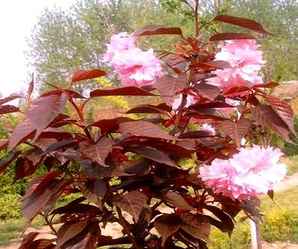 樱花树能嫁接月季花吗，红叶樱花什么时候嫁接