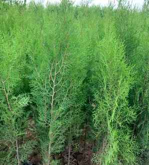 侧柏属于柏科植物吗，侧柏属于柏科植物吗