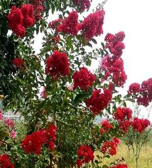日本矮紫薇花期，美国紫薇的花期