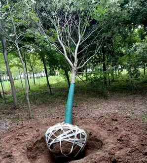 榉树种植在家哪个位置好，大榉树种植修剪方法视频