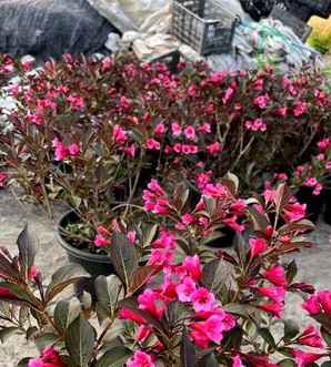 紫叶锦带，紫叶锦带价格