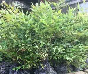 南天竹苗价格哪里最低？，60公分南天竹苗多少钱一棵