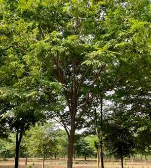 榉树种植方法和养护视频，榉树种植方法和养护
