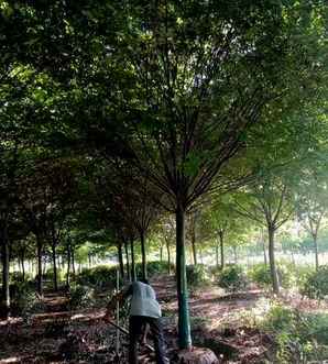 榉树种植方法和养护视频，榉树种植方法和养护