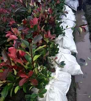 红叶石楠的功效和作用，红叶石楠多少钱一平方