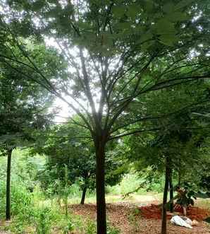 榉树种植方法和养护视频，榉树种植方法和养护