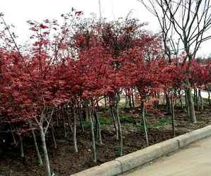 四季红枫种植方法，俄罗斯四季红枫