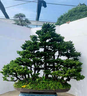 虾夷松盆景怎么移栽，小马尾松盆景怎么种植
