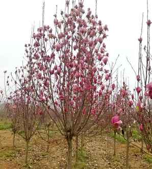 紫玉兰菜种植，紫玉兰