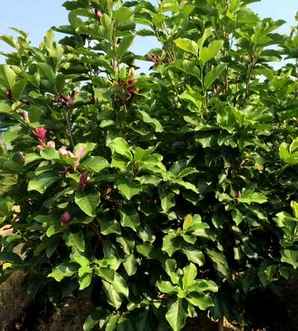 紫玉兰菜种植，紫玉兰