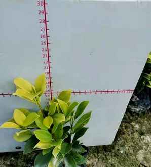 黄榕苗价格，红皮榕苗多少钱一棵