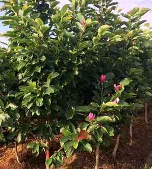 紫玉兰菜种植，紫玉兰