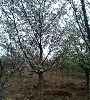 樱花树市场价格，樱花树市场价格5公分