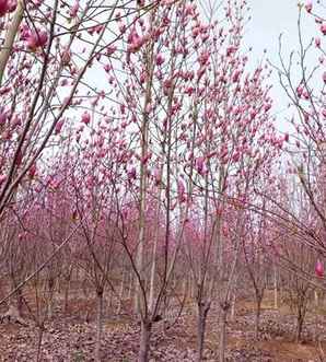 紫玉兰菜种植，紫玉兰