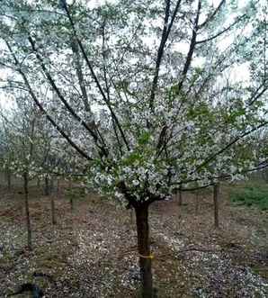 樱花树市场价格，樱花树市场价格5公分