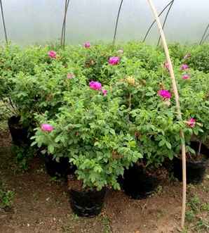 月季花停止生长怎么办，月季花多少度会停止生长