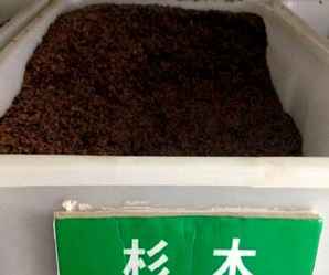 杉木种子种植的最佳株距，杉木的种植方法和用量