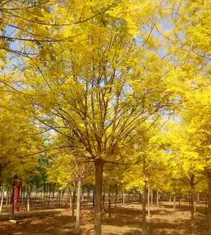 绿化国槐种植方法，金叶国槐种植方法视频