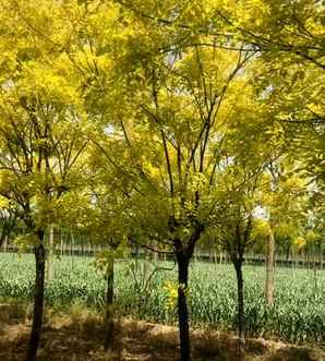 绿化国槐种植方法，金叶国槐种植方法视频