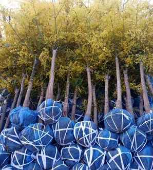 绿化国槐种植方法，金叶国槐种植方法视频
