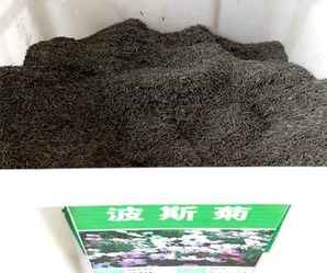 波斯菊种子几月份种植，波斯菊种子冬天能养吗