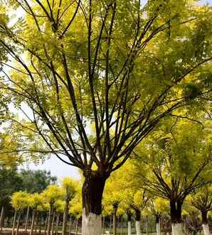 閲戝彾鍥芥鍥剧墖澶у叏，金叶国槐图片