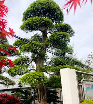 榆树盆景的修剪方法视频，榆树地景树盆景怎么修剪视频