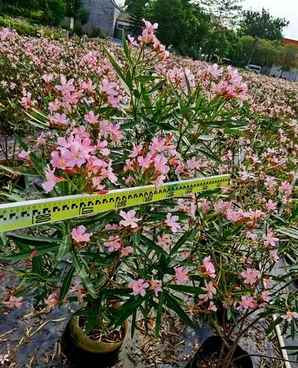 夹竹桃高度2米价格，夹竹桃一平方多少钱
