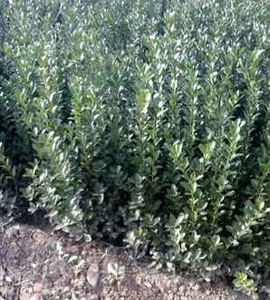 大叶黄杨种植方法，邯郸大叶黄杨苗种植