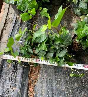 常春藤和爬山虎是一种植物吗，爬山虎与常春藤是一种花卉吗