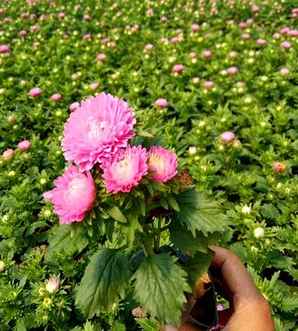翠菊盆景图片大全，翠菊