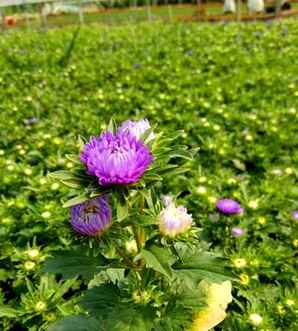 翠菊盆景图片大全，翠菊