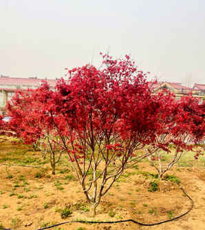 红枫地景小苗怎么养，红枫地栽怎么养长得快