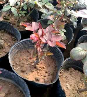 月季花种子能吃吗，月季花种子怎么种