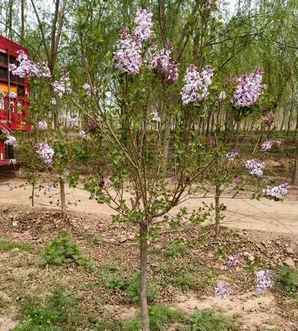 独杆丁香树，独杆丁香树