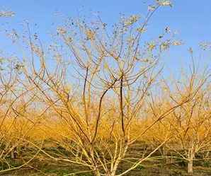 金枝槐最佳种植时间，金枝槐种植间距