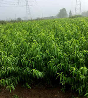 南京花卉种子公司，南京花卉种子