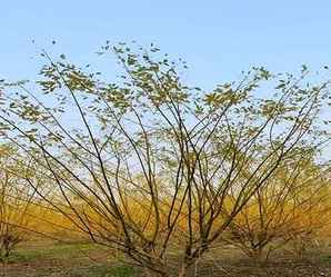 金枝槐最佳种植时间，金枝槐种植间距
