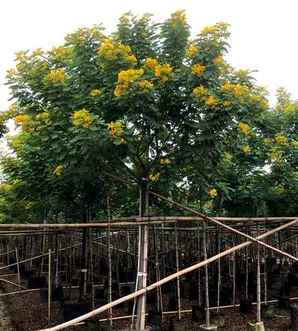 黄槐如何种植视频，黄槐如何种植