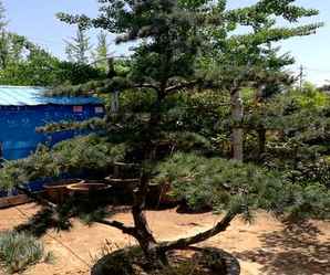 五针松100种造型图，五针松