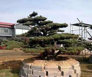 日本宫岛大阪松的优点，宫岛大阪松适合南方吗