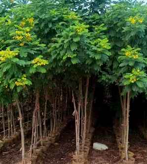 槐树种植基地，黄槐树种植技术