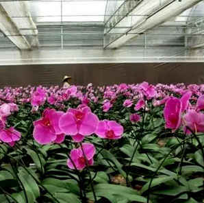 春兰兰花种子用科技怎样才能出芽