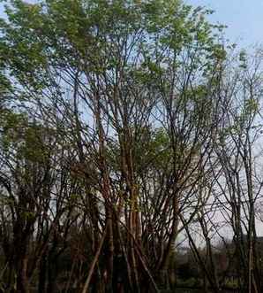 丛生五角枫是花灌木吗？，丛生五角枫树种植方法