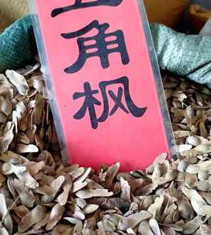 五角枫种子的育苗方法视频，五角枫种子如何育苗