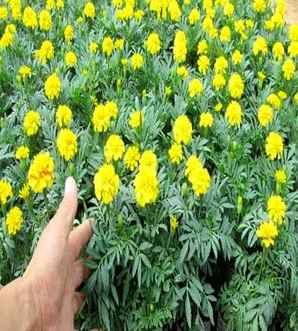 孔雀草小苗，孔雀草小苗培育基地