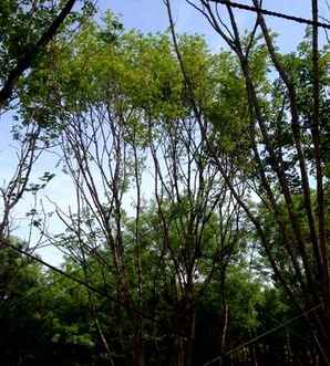 丛生五角枫是花灌木吗？，丛生五角枫树种植方法