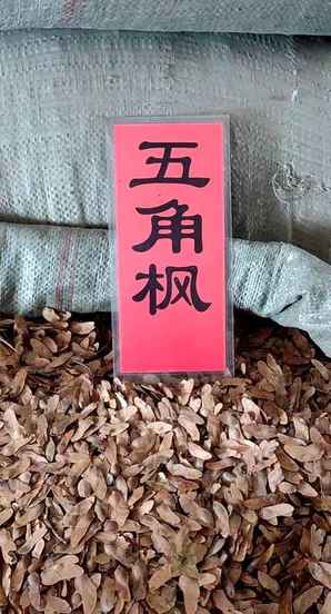 五角枫种子长什么样子，五角枫种子特点