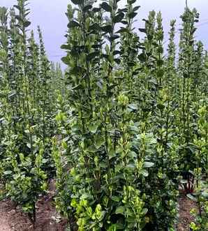 北海道黄杨种植需要剪头吗？，栽植北海道黄杨要剪叶片吗