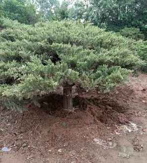 哪里有地龙苗卖，地龙树苗厂家在哪里？